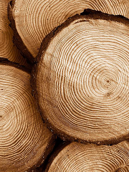 Microcharla MADERA – Home